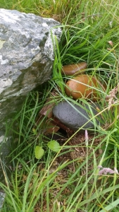 A simple but effective weather nesting box hidden under a pile of stones at Machrihanish Dunes- just one of the many projects that previous Head Greenkeepers initiated which prompted the STRI`s judges to nominate the club as a finalist in their Environmental Course of the Year category.