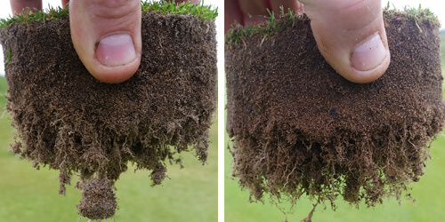 The plug on the left is from the 5th green, the one on the right from the 7th. They looked more impressive than this before I shook them violently to remove a lot of the rootzone from them, but I had to do that so that the root mass itself would be visible in the pictures. There are still many areas that are not as good as this, and we need to change that!